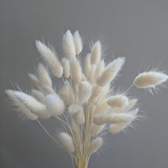 Bleached Bunny tails