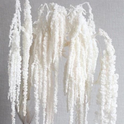 Preserved and Bleached Hanging Amaranthus